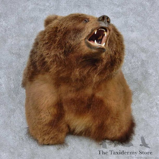 Grizzly Bear Shoulder Taxidermy Mount #13912 For Sale @ The Taxidermy Store