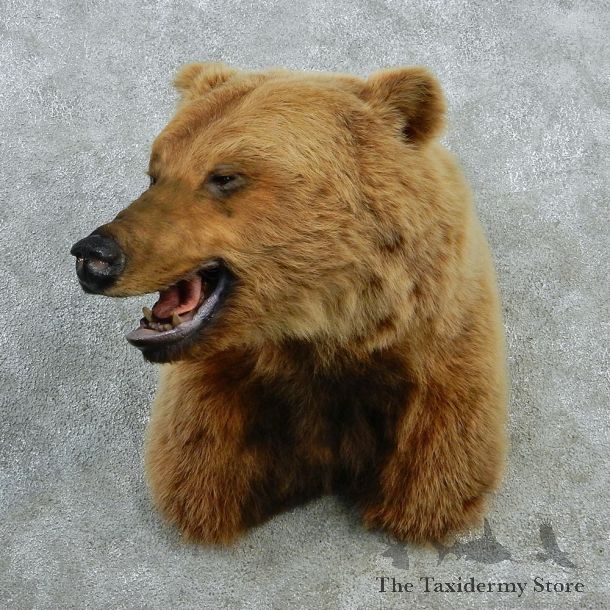 Grizzly Bear Shoulder Taxidermy Mount #12869 For Sale @ The Taxidermy Store