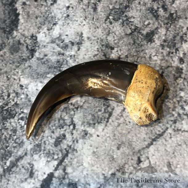 Grizzly Bear Claw For Sale #18810 @ The Taxidermy Store