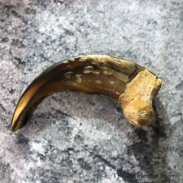 Grizzly Bear Claw For Sale #19388 @ The Taxidermy Store