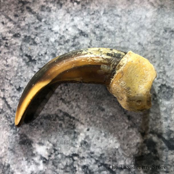 Grizzly Bear Claw For Sale #19389 @ The Taxidermy Store