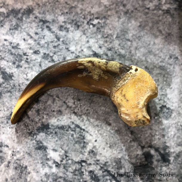 Grizzly Bear Claw For Sale #19390 @ The Taxidermy Store