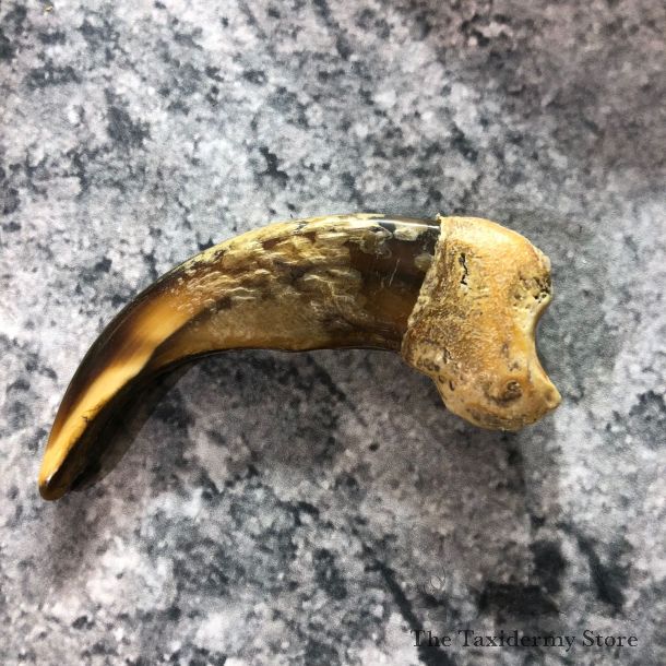 Grizzly Bear Claw For Sale #19393 @ The Taxidermy Store