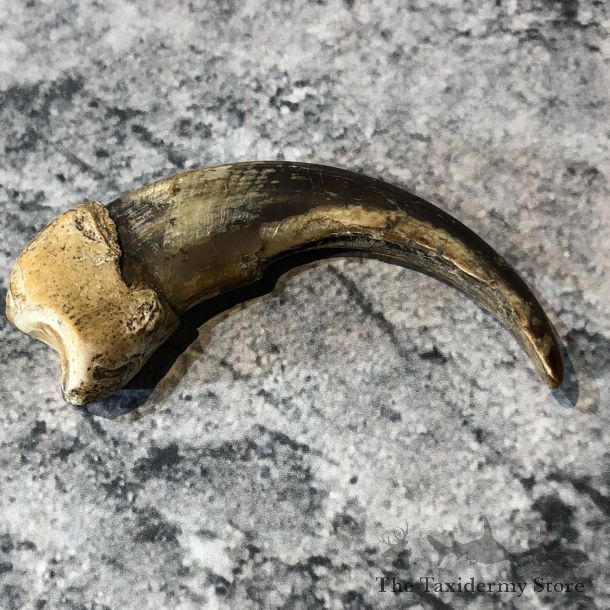 Grizzly Bear Claw For Sale #19619 @ The Taxidermy Store