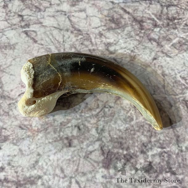 Grizzly Bear Claw For Sale #21872 - The Taxidermy Store