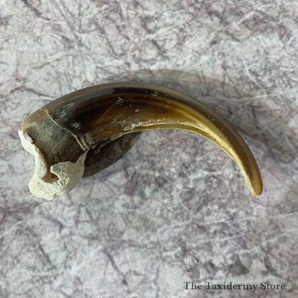 Grizzly Bear Claw For Sale #21875 - The Taxidermy Store