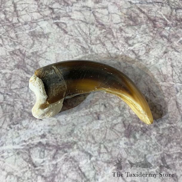Grizzly Bear Claw For Sale #21876 - The Taxidermy Store