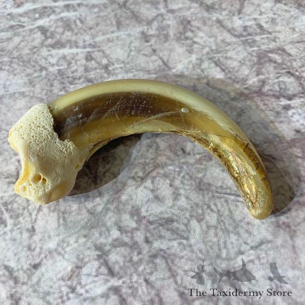 Grizzly Bear Claw For Sale #21879 @ The Taxidermy Store