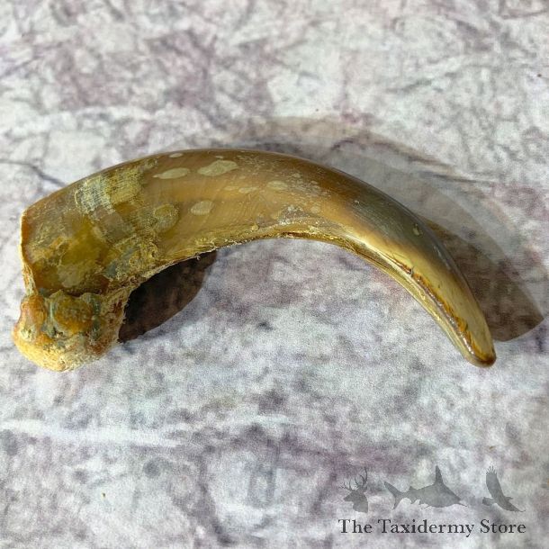 Grizzly Bear Claw For Sale #21915 @ The Taxidermy Store