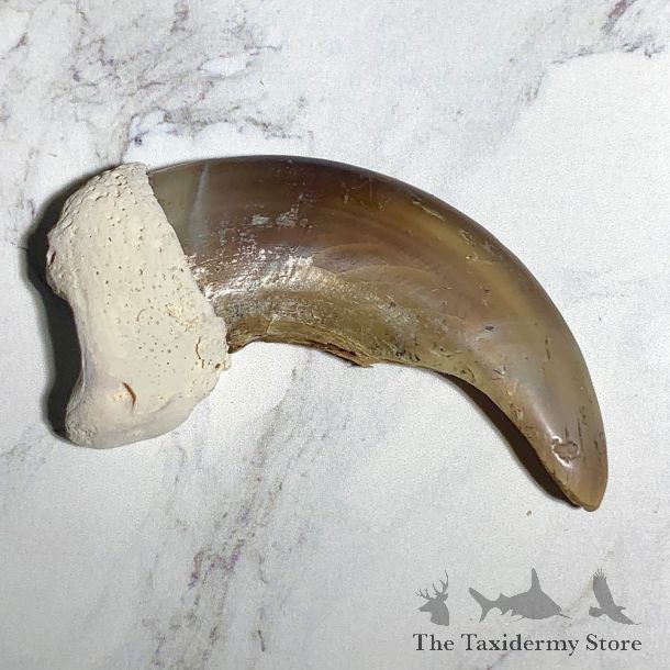 Grizzly Bear Claw For Sale #23762 - The Taxidermy Store