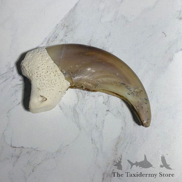Grizzly Bear Claw For Sale #23763 - The Taxidermy Store