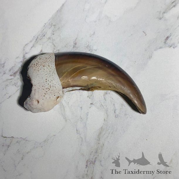 Grizzly Bear Claw For Sale #23764 - The Taxidermy Store