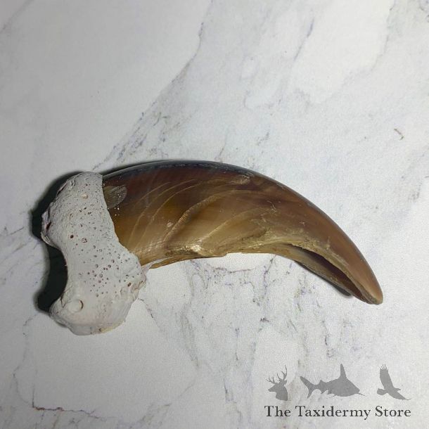 Grizzly Bear Claw For Sale #23765 - The Taxidermy Store