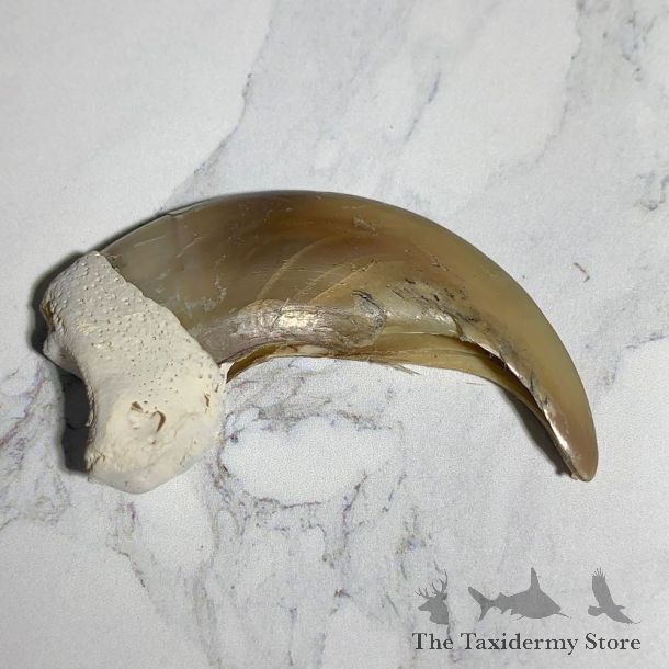 Grizzly Bear Claw For Sale #23766 - The Taxidermy Store