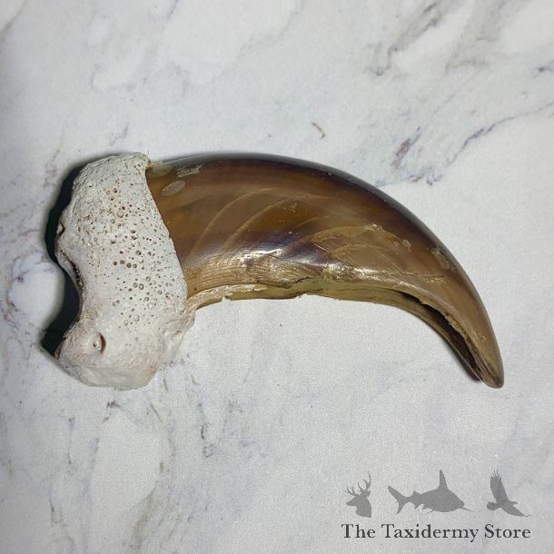 Grizzly Bear Claw For Sale #23767 - The Taxidermy Store