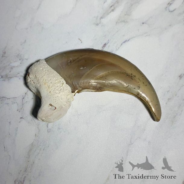 Grizzly Bear Claw For Sale #23768 - The Taxidermy Store