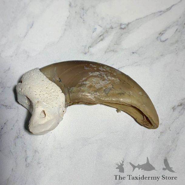 Grizzly Bear Claw For Sale #23769 - The Taxidermy Store