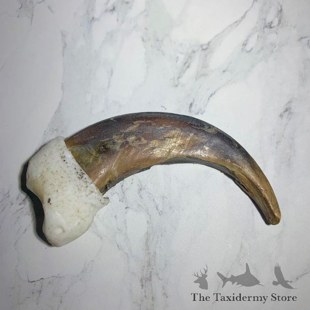 Grizzly Bear Claw For Sale #23772 - The Taxidermy Store