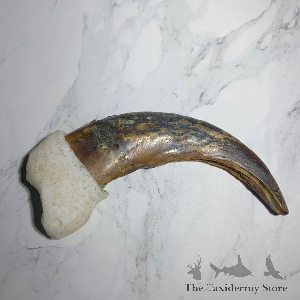 Grizzly Bear Claw For Sale #23773 - The Taxidermy Store