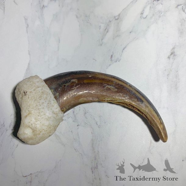 Grizzly Bear Claw For Sale #23774 - The Taxidermy Store