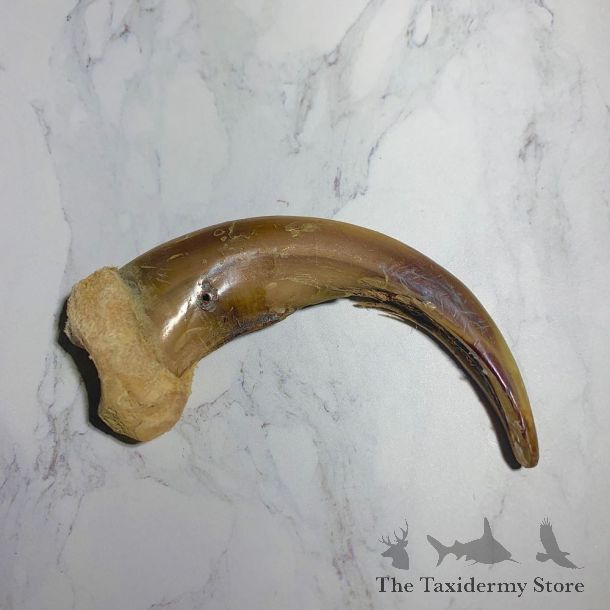 Grizzly Bear Claw For Sale #23775 - The Taxidermy Store