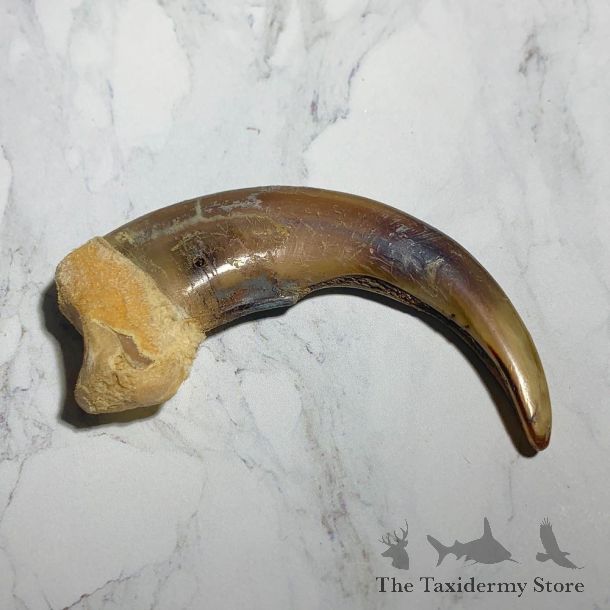 Grizzly Bear Claw For Sale #23776 - The Taxidermy Store