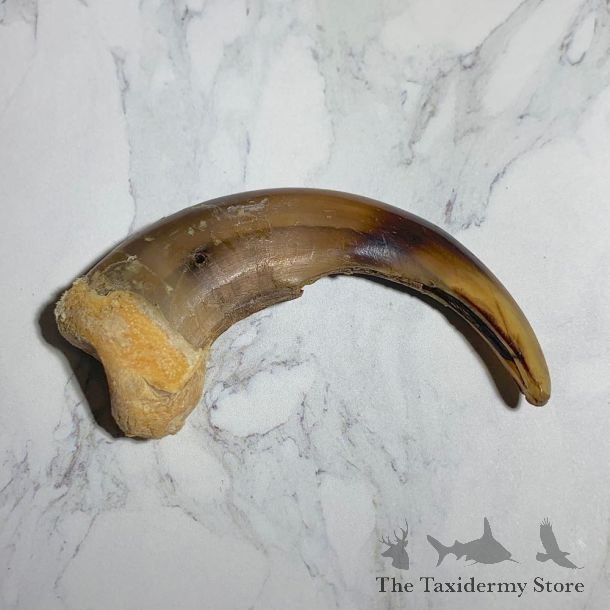 Grizzly Bear Claw For Sale #23777 - The Taxidermy Store