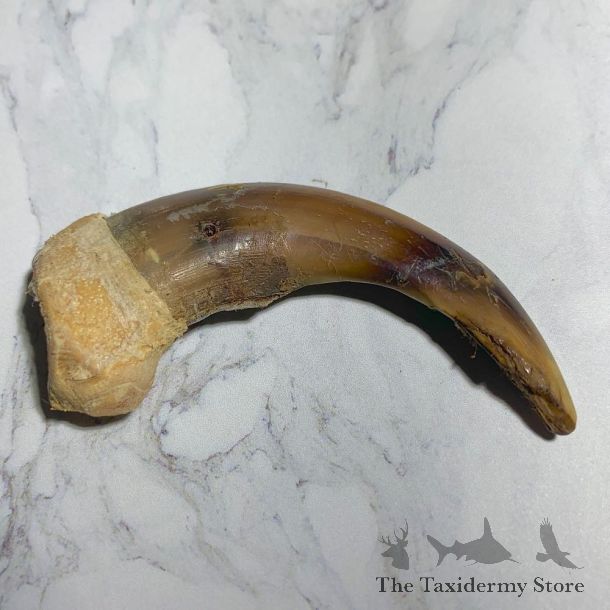 Grizzly Bear Claw For Sale #23778 - The Taxidermy Store