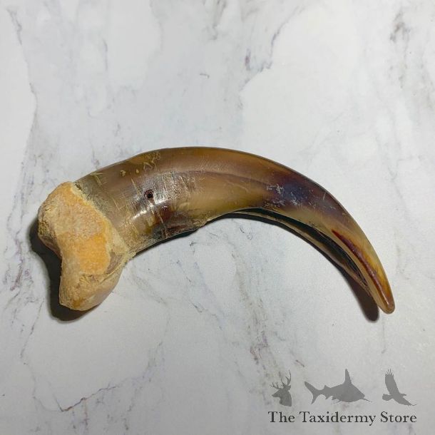 Grizzly Bear Claw For Sale #23779 - The Taxidermy Store