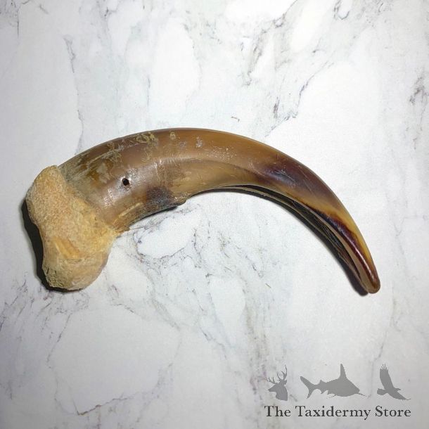Grizzly Bear Claw For Sale #23781 - The Taxidermy Store