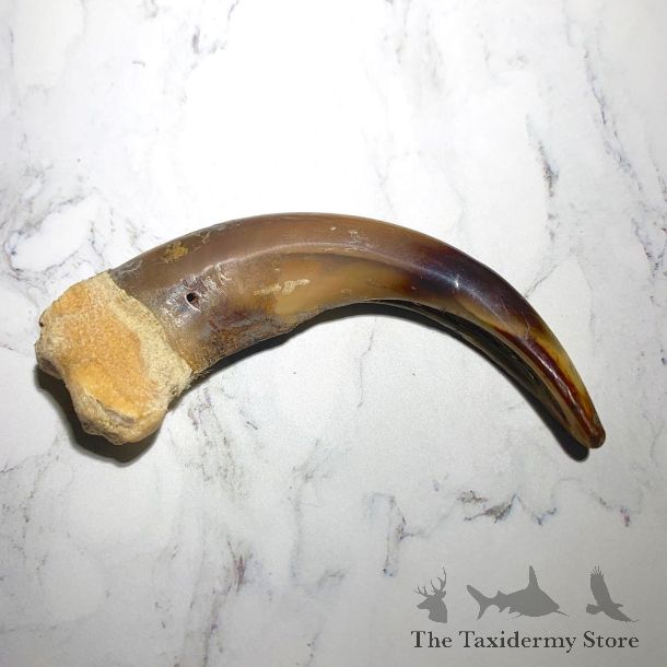 Grizzly Bear Claw For Sale #23782 - The Taxidermy Store