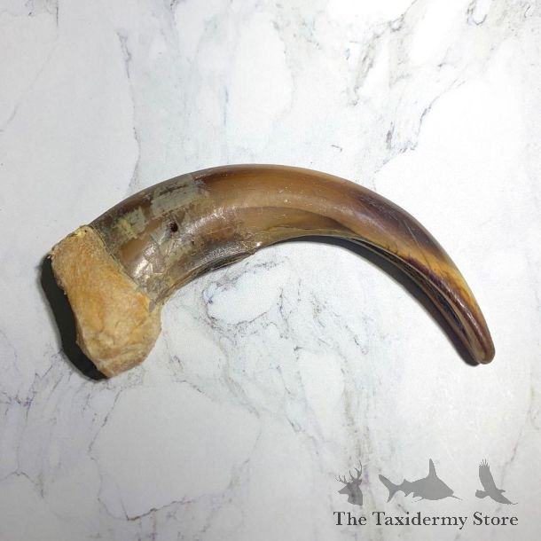 Grizzly Bear Claw For Sale #23783 - The Taxidermy Store