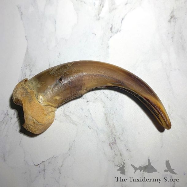 Grizzly Bear Claw For Sale #23784 - The Taxidermy Store