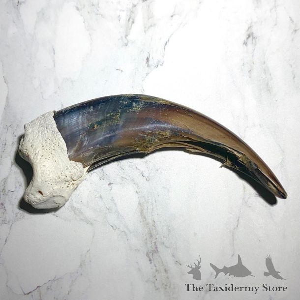 Grizzly Bear Claw For Sale #23785 @ The Taxidermy Store