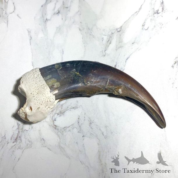 Grizzly Bear Claw For Sale #23787 @ The Taxidermy Store