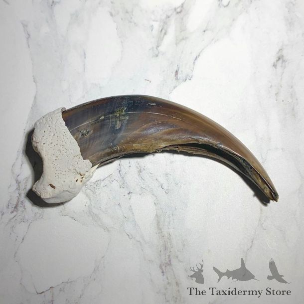 Grizzly Bear Claw For Sale #23788 @ The Taxidermy Store