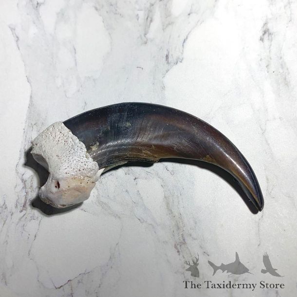 Grizzly Bear Claw For Sale #23789 - The Taxidermy Store