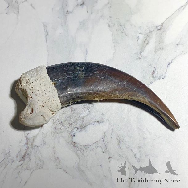 Grizzly Bear Claw For Sale #23791 - The Taxidermy Store