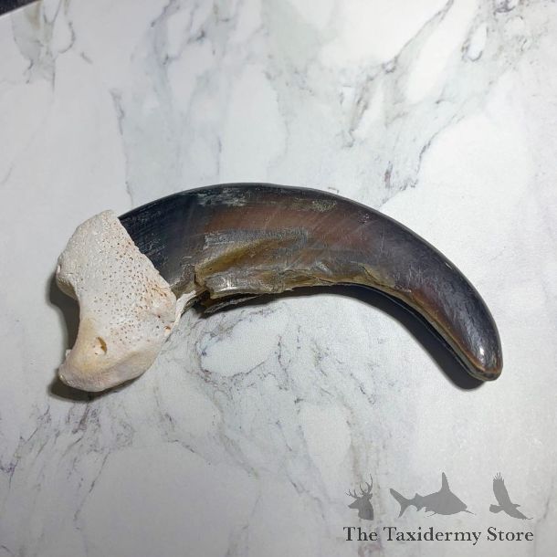 Grizzly Bear Claw For Sale #23792 - The Taxidermy Store