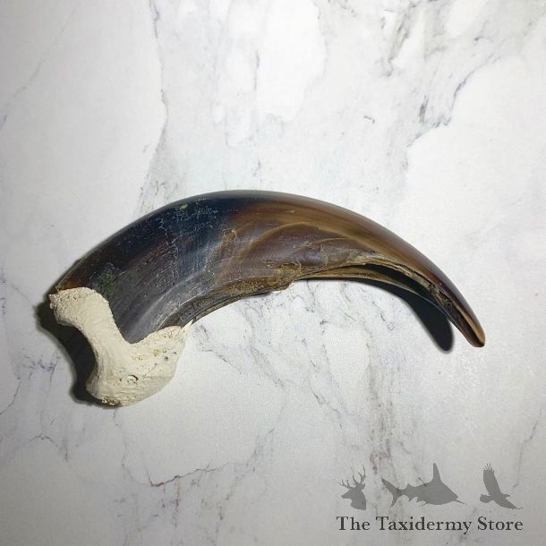 Grizzly Bear Claw For Sale #23794 - The Taxidermy Store