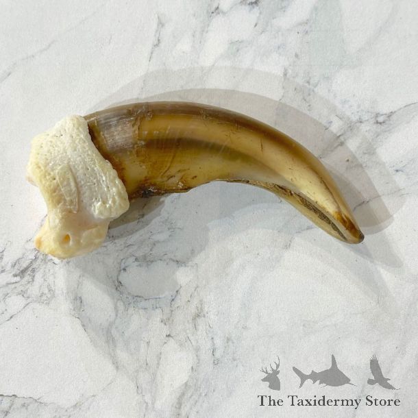 Grizzly Bear Claw For Sale #24863 @ The Taxidermy Store