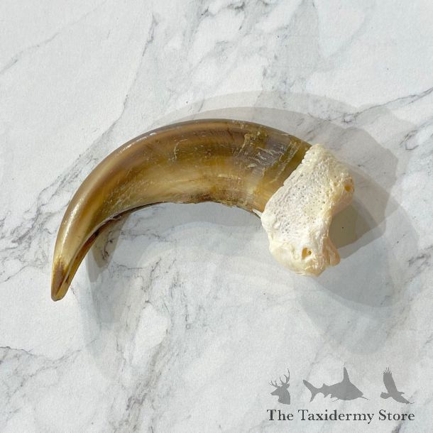 Grizzly Bear Claw For Sale #24867 @ The Taxidermy Store