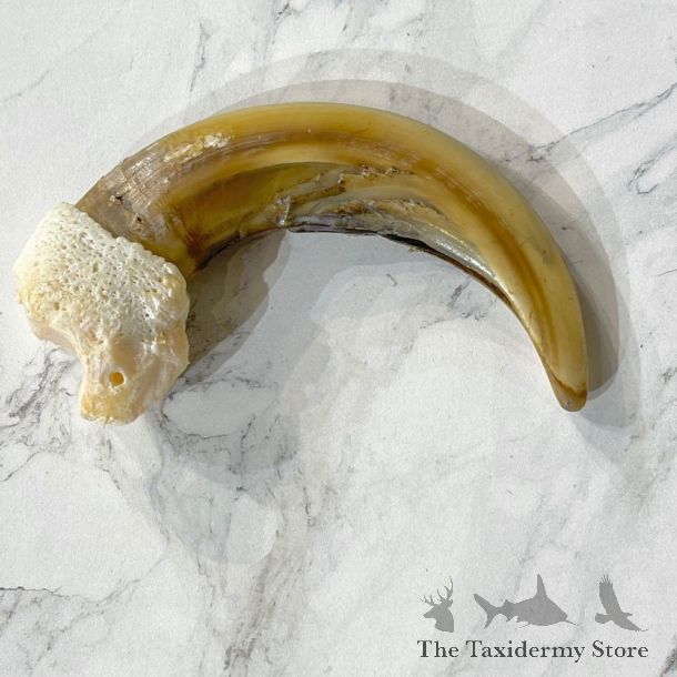 Grizzly Bear Claw For Sale #24870 - The Taxidermy Store