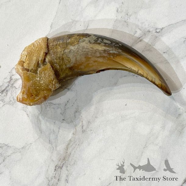 Grizzly Bear Claw For Sale #24874 - The Taxidermy Store