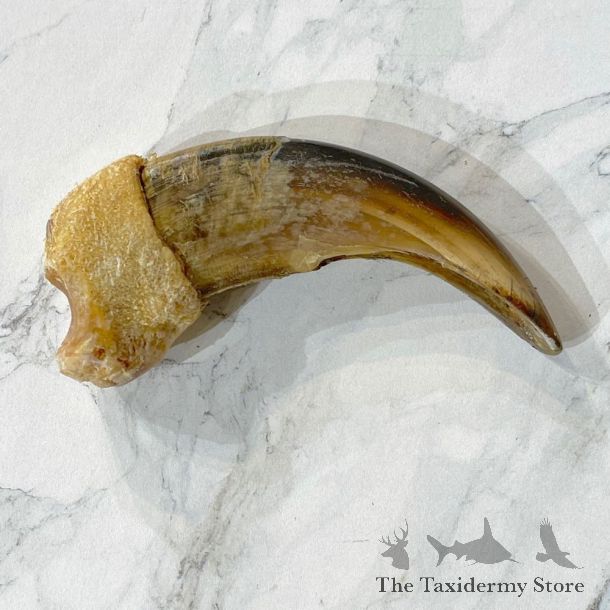 Grizzly Bear Claw For Sale #24877 - The Taxidermy Store