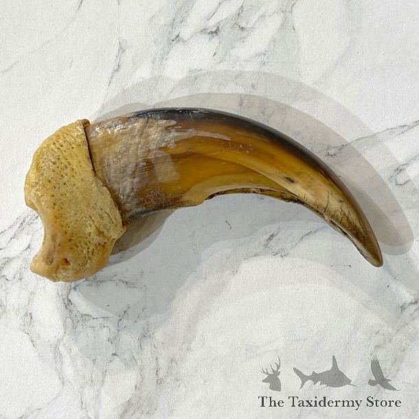 Grizzly Bear Claw For Sale #24878 - The Taxidermy Store