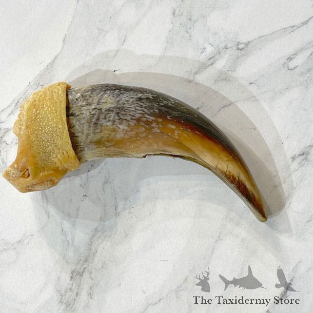 Grizzly Bear Claw For Sale #24879 - The Taxidermy Store