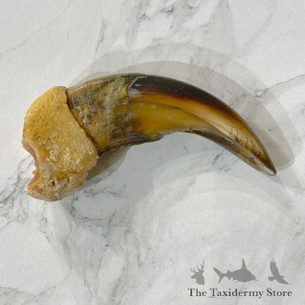 Grizzly Bear Claw For Sale #24880 - The Taxidermy Store