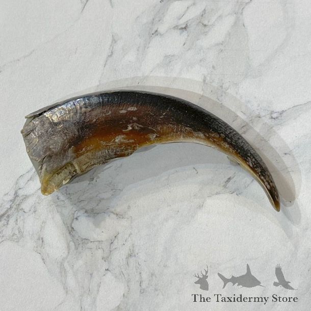 Grizzly Bear Claw For Sale #24881 - The Taxidermy Store