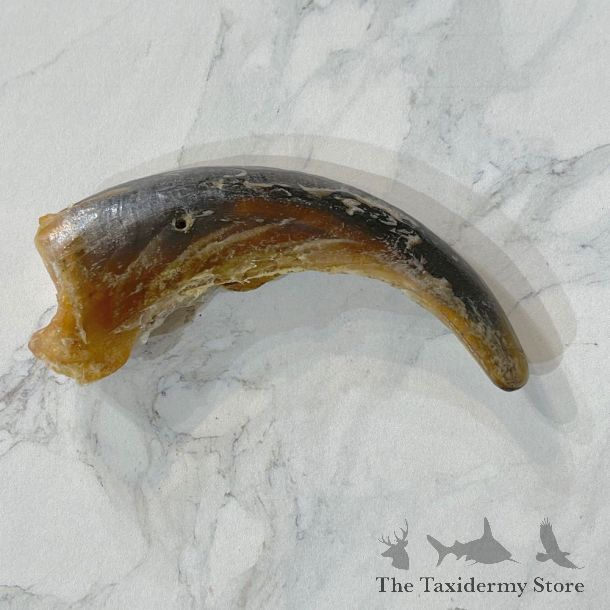 Grizzly Bear Claw For Sale #24882 - The Taxidermy Store